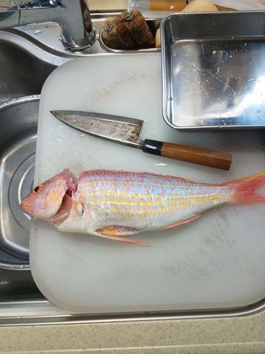 イトヨリダイの釣果