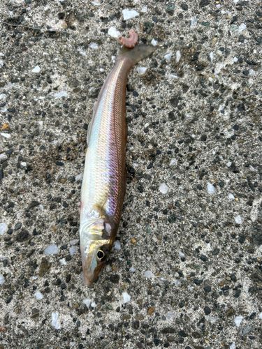シロギスの釣果