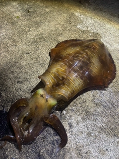 アオリイカの釣果