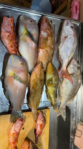 キジハタの釣果