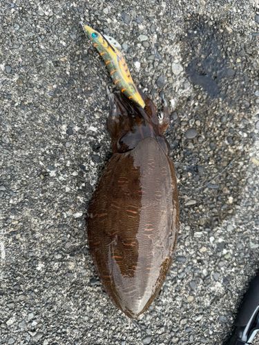 コウイカの釣果