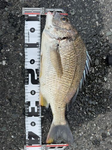 キビレの釣果