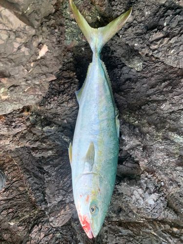 ハマチの釣果