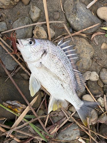 キビレの釣果