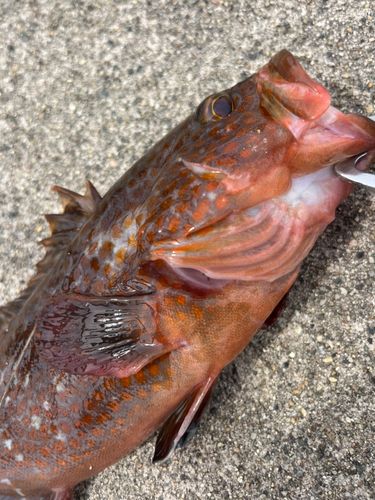 キジハタの釣果