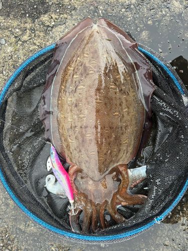 モンゴウイカの釣果