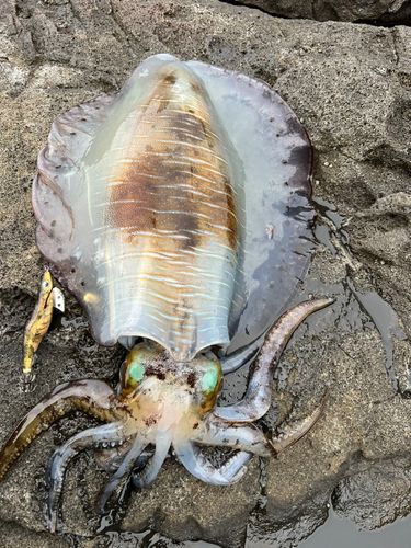 アオリイカの釣果