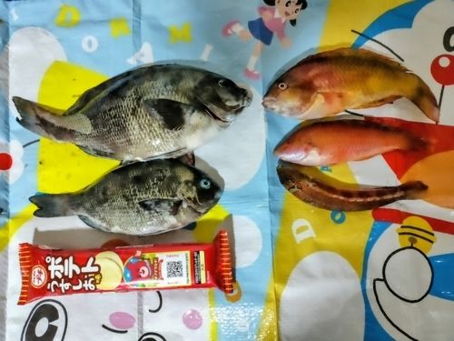 サヨリの釣果