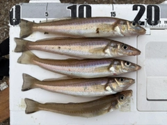 キスの釣果