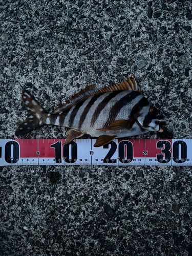 タカノハダイの釣果