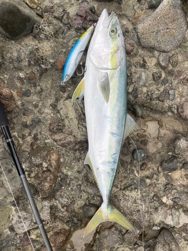ガンドの釣果