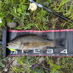 スモールマウスバスの釣果