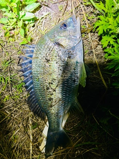 キビレの釣果