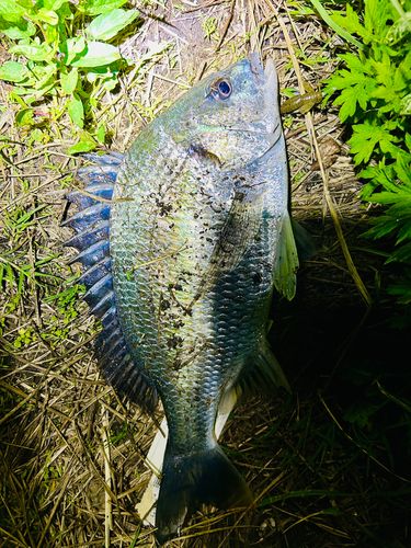 キビレの釣果