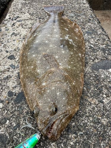 ヒラメの釣果