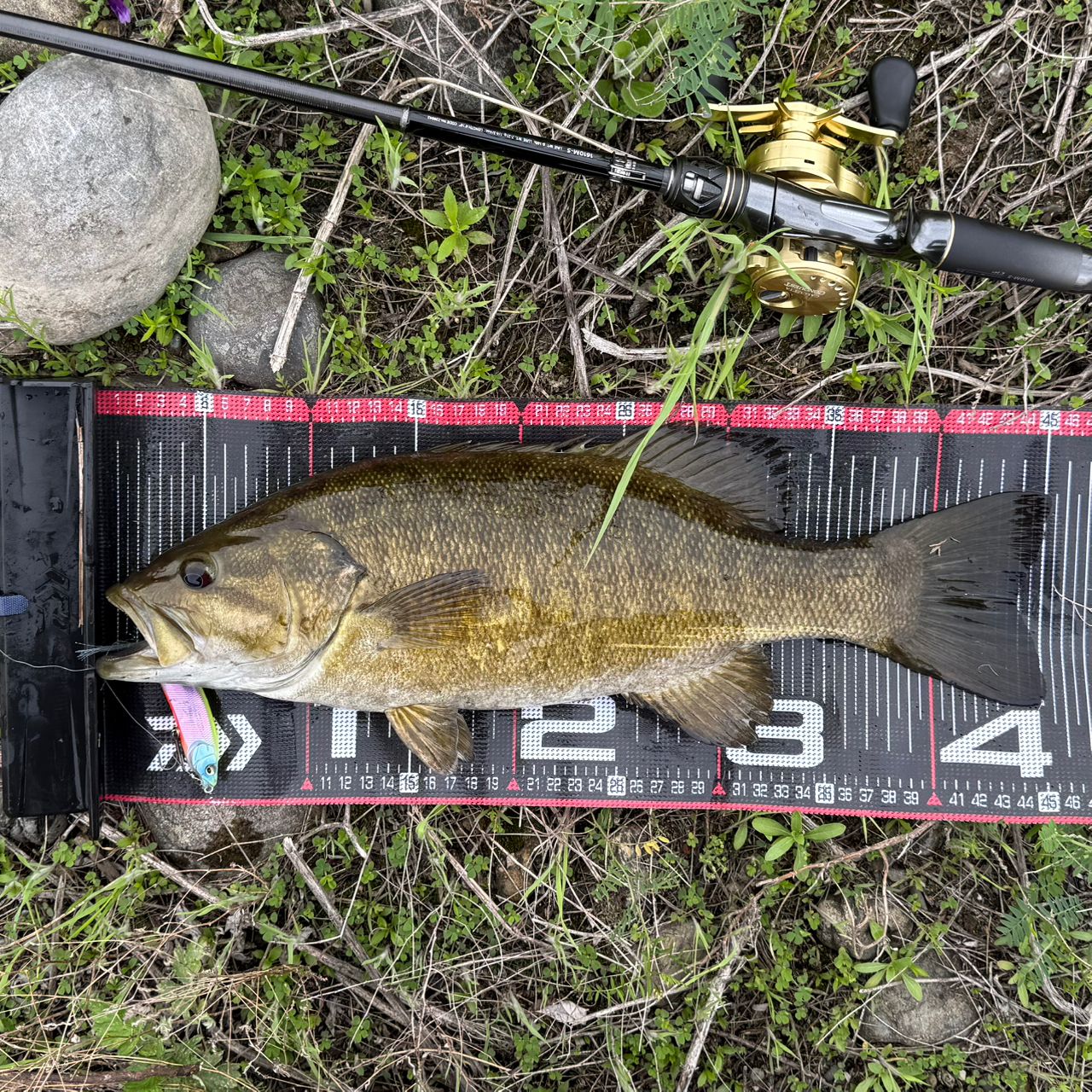 SHIMANO 20ポイズンアルティマ 5ピース 1610M-5の最安値・インプレ