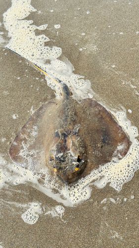 アカエイの釣果