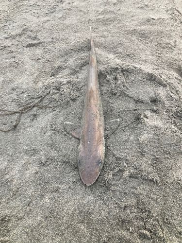 ドチザメの釣果