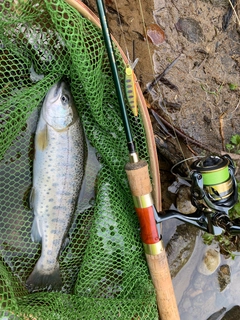 ヤマメの釣果