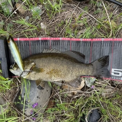 スモールマウスバスの釣果