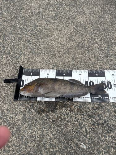 アイナメの釣果