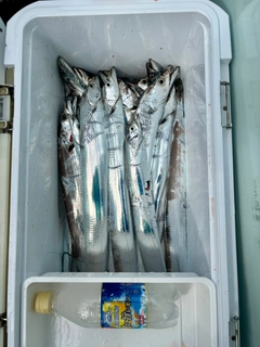 タチウオの釣果