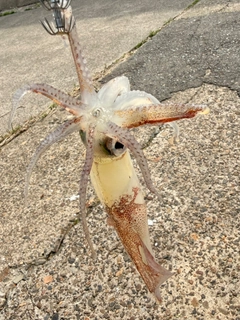 ヤリイカの釣果