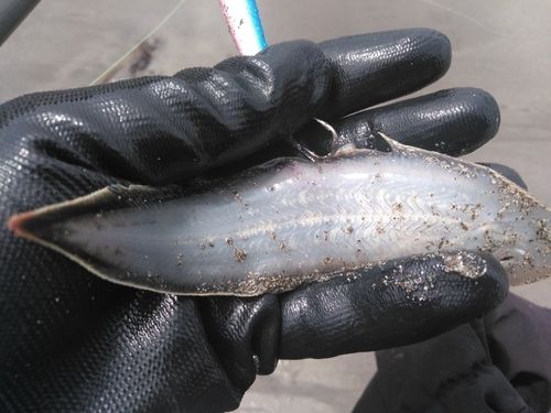 シタビラメの釣果
