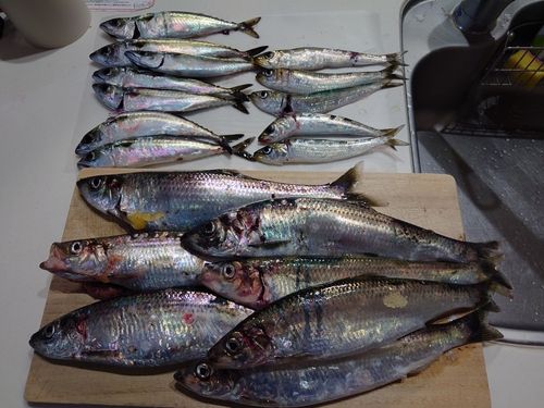 ニシンの釣果