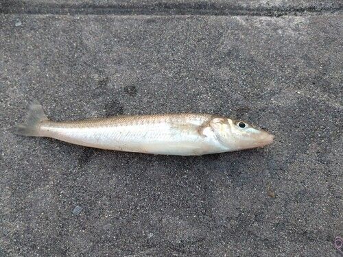 キスの釣果