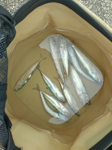 サバの釣果