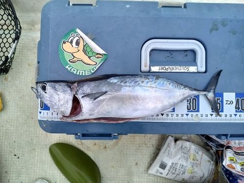 ヒラソウダの釣果
