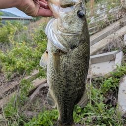 ブラックバスの釣果写真