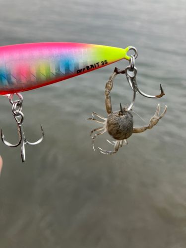 カニの釣果