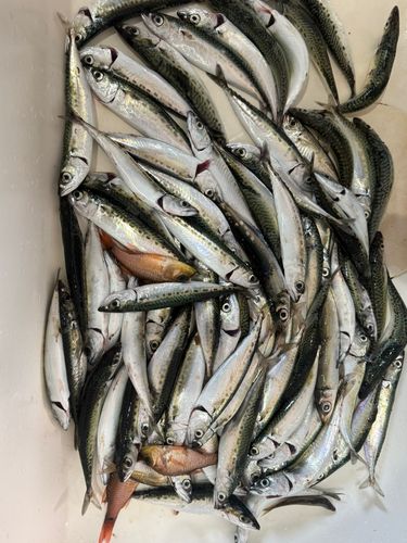 サバの釣果