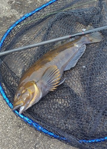 アイナメの釣果