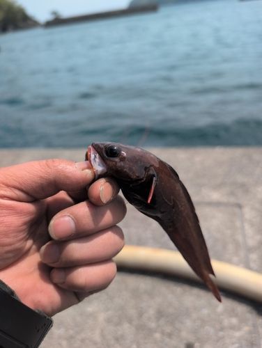 ドンコの釣果