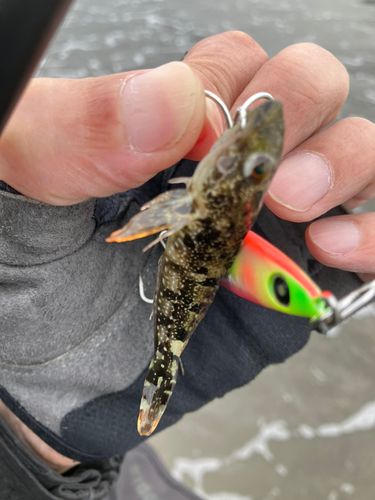 ハゼの釣果