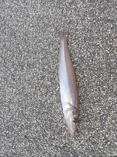 キスの釣果