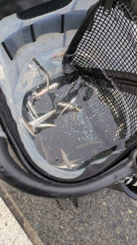 チアユの釣果