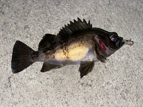 メバルの釣果