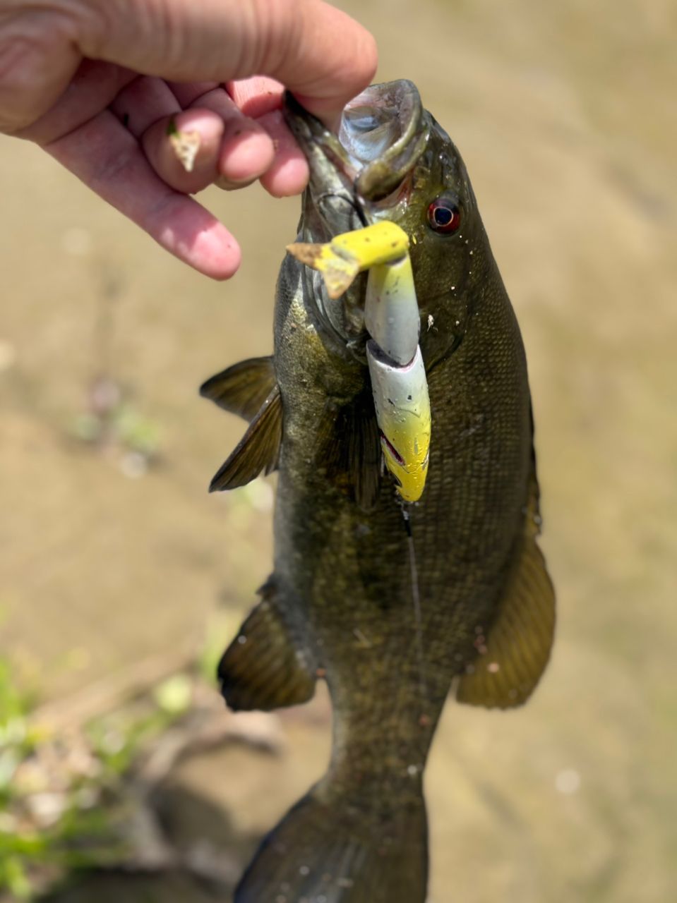 DAIWA 21ブレイゾン C66M-2の最安値・インプレ・釣果 | 本音の口コミが