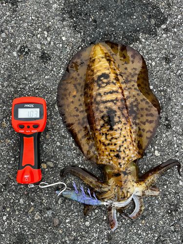 アオリイカの釣果