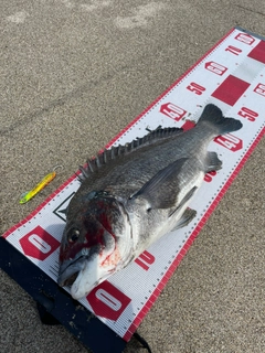 クロダイの釣果
