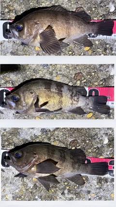 メバルの釣果