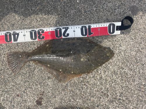 イシガレイの釣果