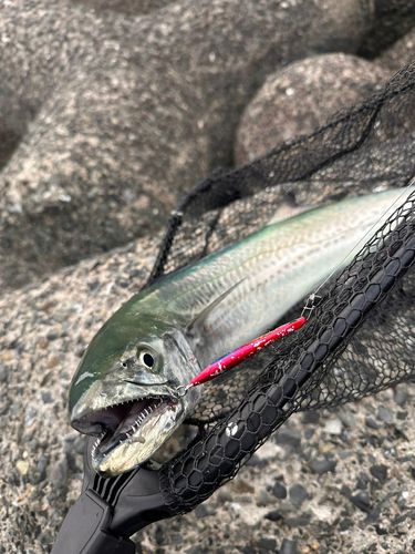 サワラの釣果