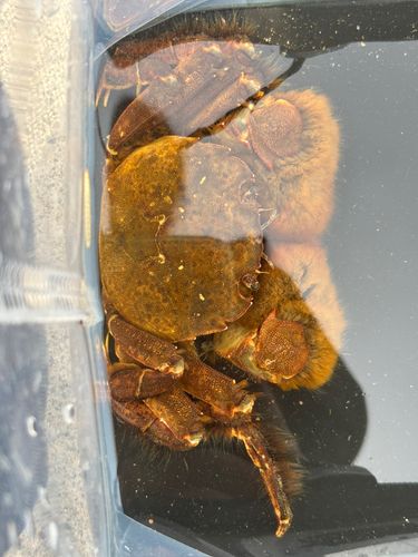 モクズガニの釣果