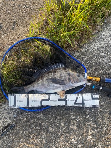 チヌの釣果