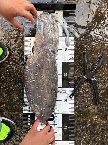 モンゴウイカの釣果